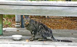 mouser1